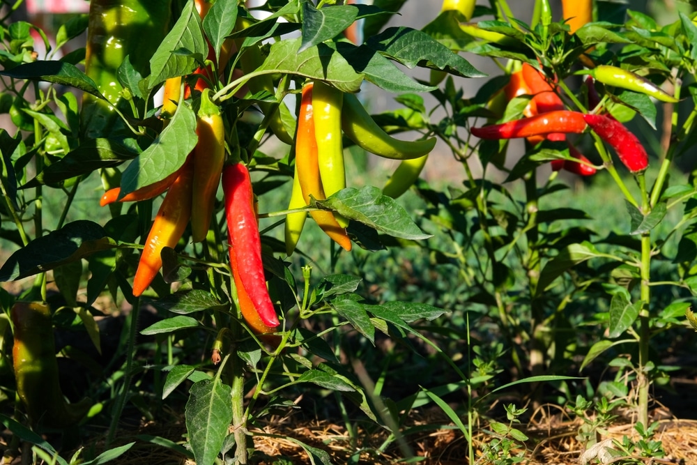 Garden Salsa Peppers