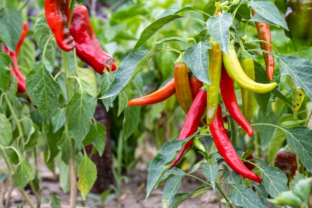 Garden Salsa Peppers