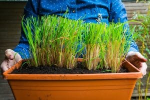 Grow Lemongrass in Pots