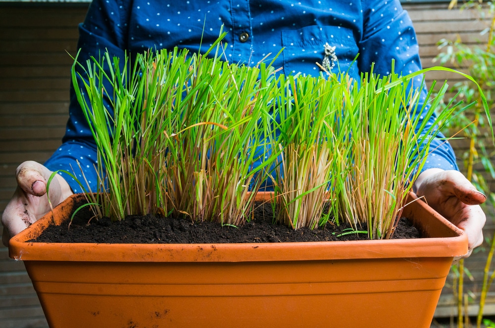 Grow Lemongrass in Pots