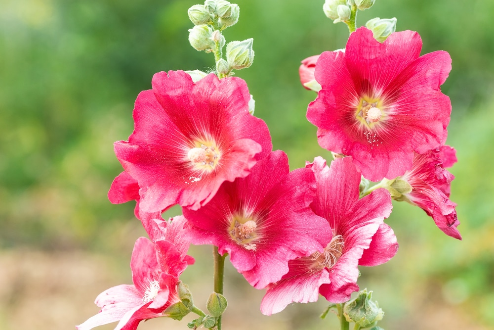 Growing Hollyhocks in Containers