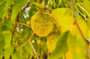 Hedge Apple Edible