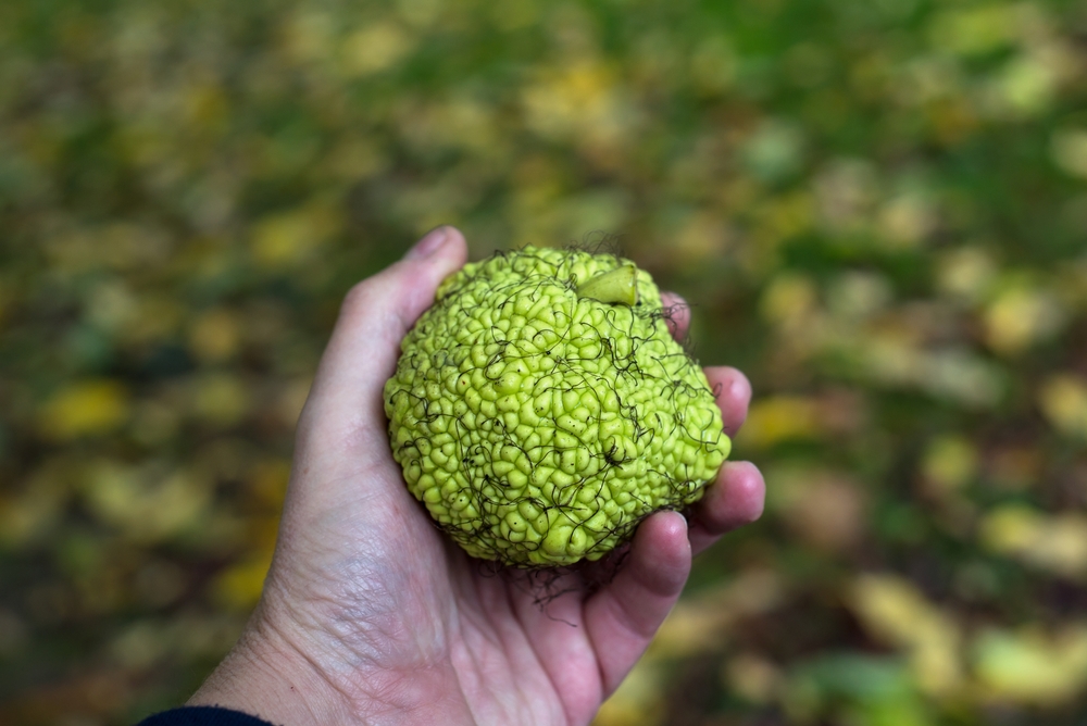 Hedge Apple Edible