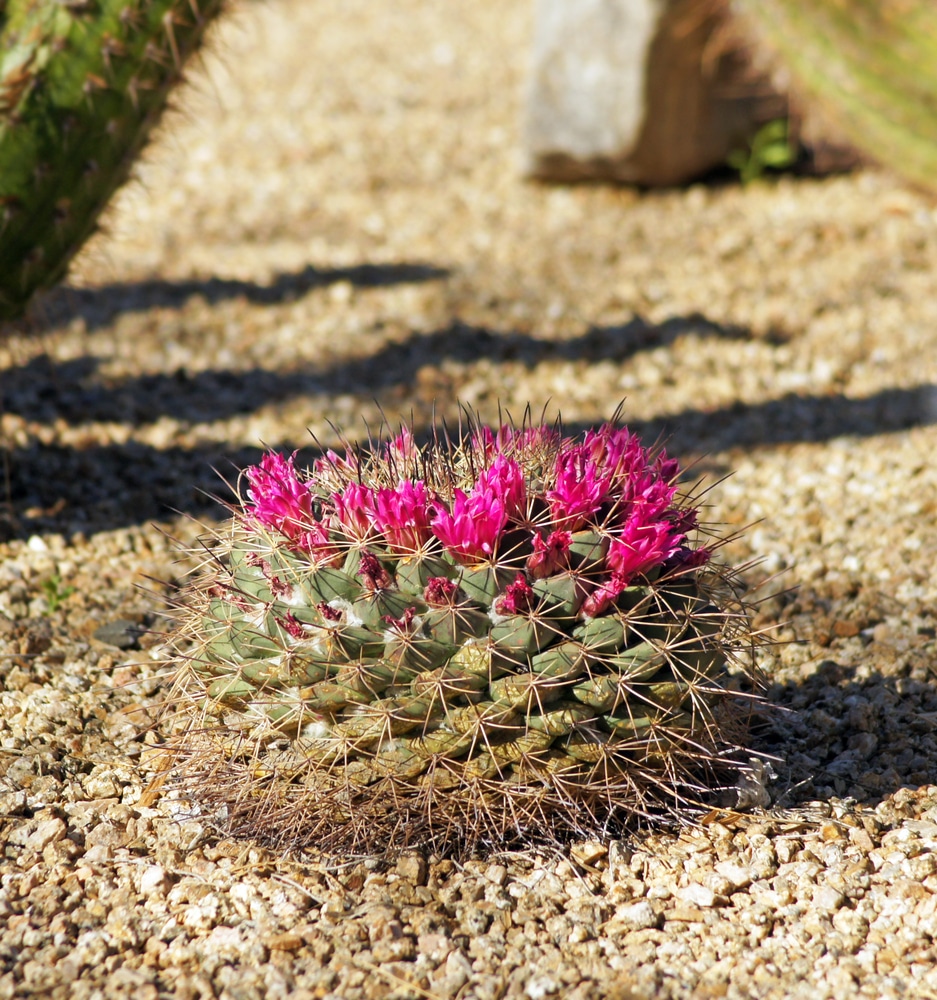 New Mexico Cacti