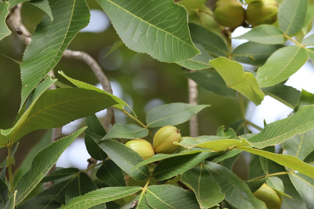 Hickory Nuts