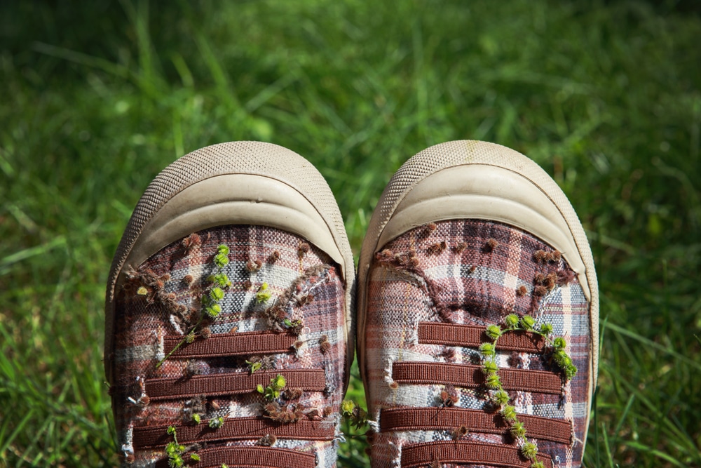 How To Get Rid of Hitchhiker Weeds