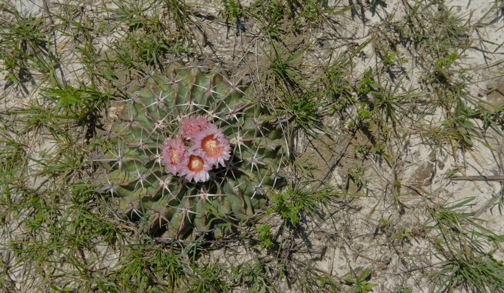 New Mexico Cacti