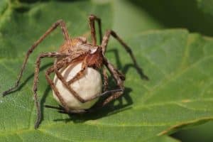 How To Kill Spider Eggs