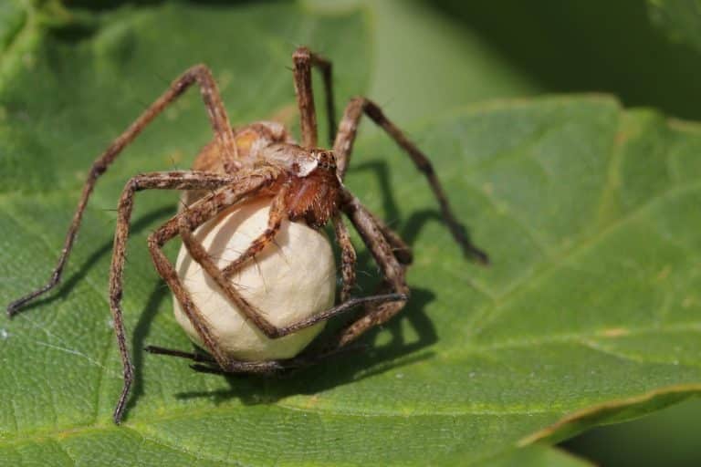 How To Kill Spider Eggs to Avoid an Infestation GFL Outdoors
