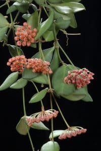 Hoya Burtoniae vs. Bilobata