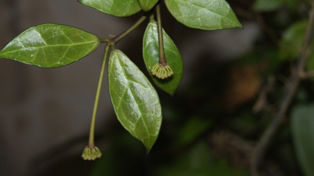 Hoya Rebecca 