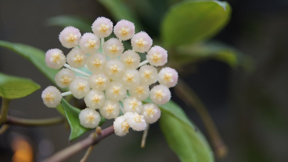 Hoya Rebecca 