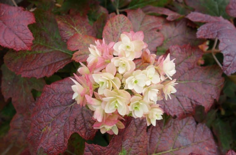 Hydrangea Leaves Turning Purple Common Causes