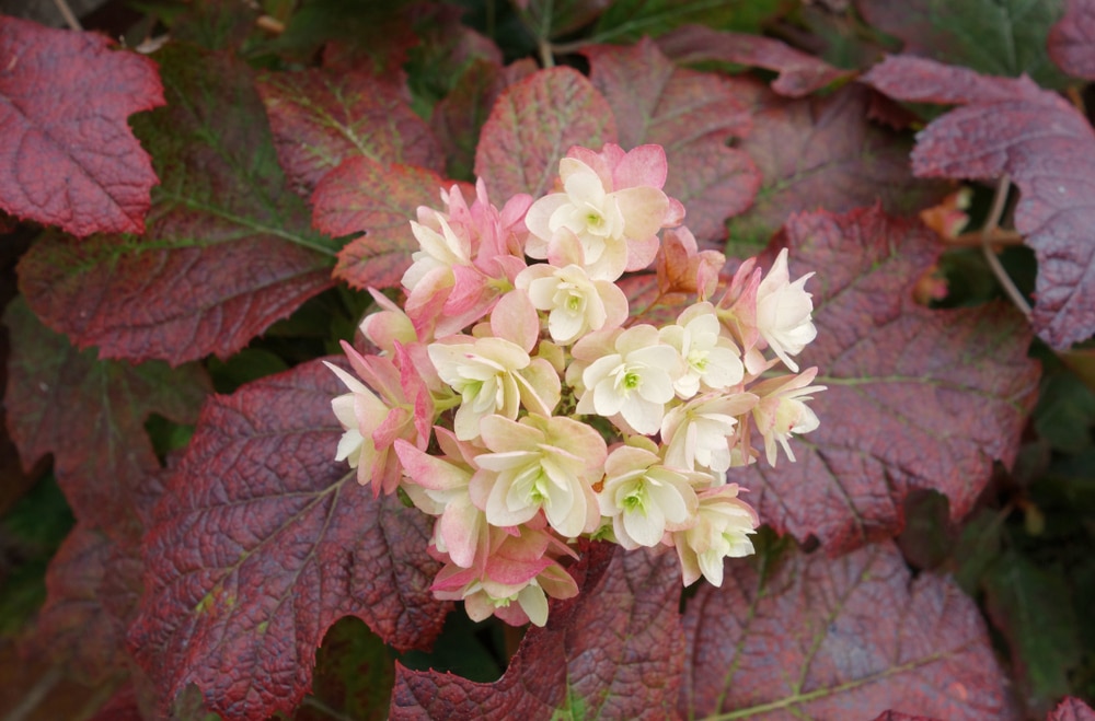 Hydrangea Leaves Turning Purple