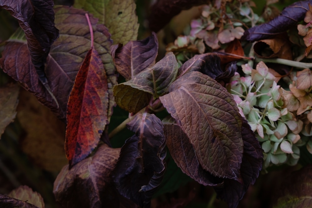 Hydrangea Leaves Turning Purple