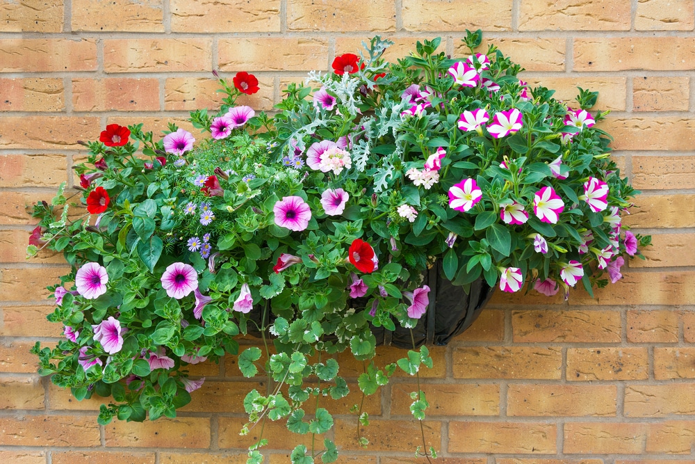 Impatiens in Hanging Baskets