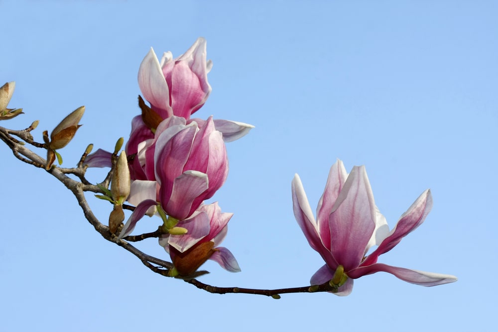 Japanese Tulip Tree
