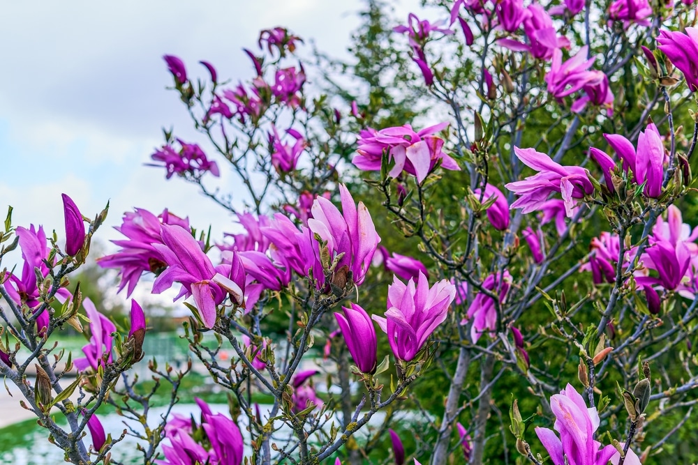 Japanese Tulip Tree