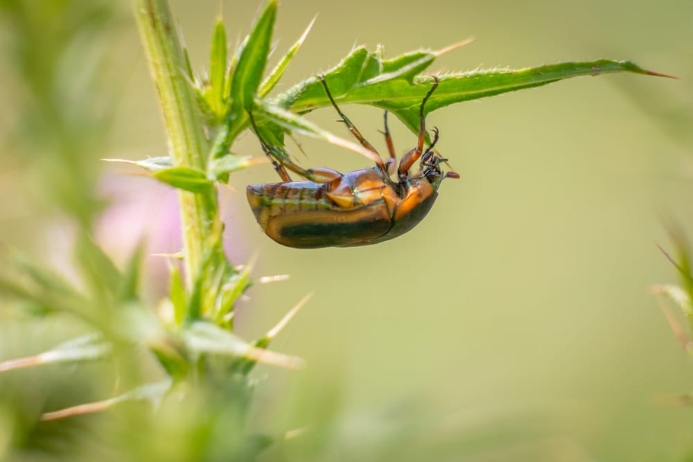 What Do June Bugs Eat