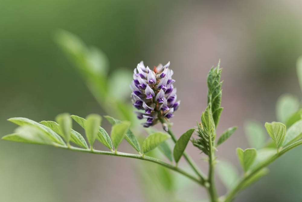 Plant That Smells Like Licorice