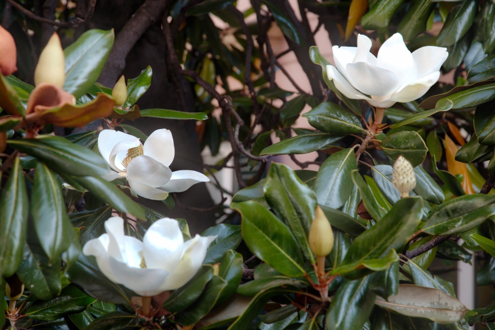 Little Gem Magnolia Tree Pros and Cons