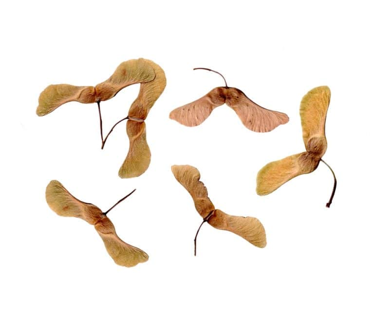 How To Get Rid of Maple Tree Helicopters GFL Outdoors