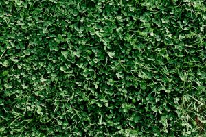 Microclover Lawn