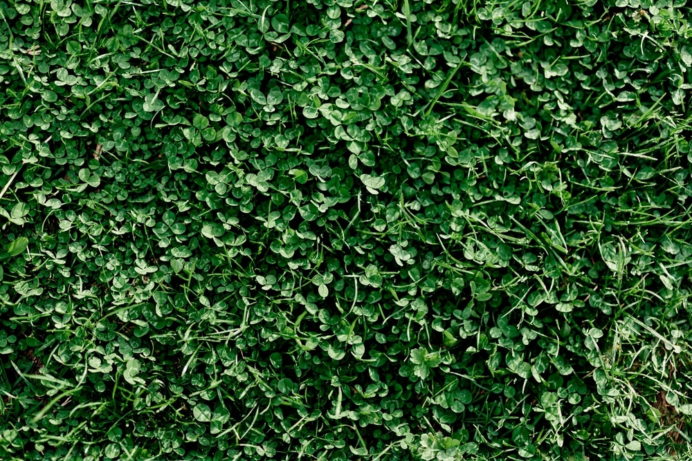 Microclover Lawn Everything You Need To Know GFL Outdoors