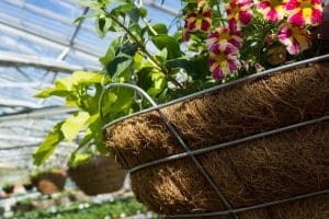 Morning Glory Hanging Basket