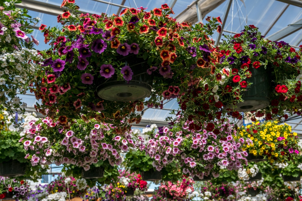 Morning Glory Hanging Basket