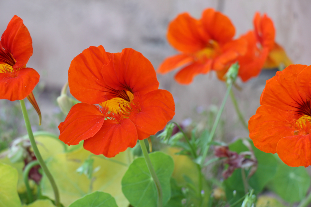 Nasturtium Leaves Curling