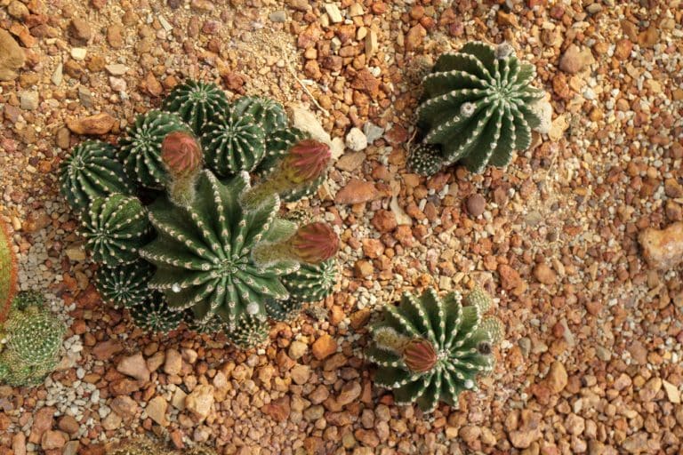 New Mexico Cacti: 8 Beautiful Varieties - GFL Outdoors