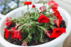 Overwatered Petunias