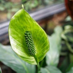 Peace Lily Flowers Turning Green