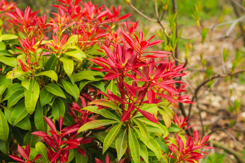 Reddish Evergreen Shrub