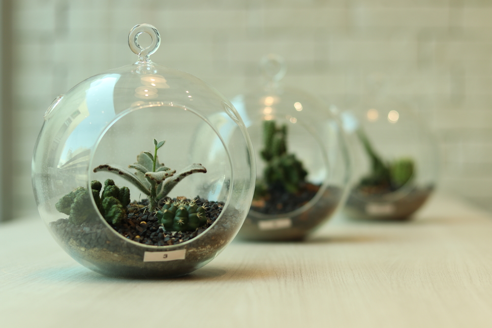 Plants in a Glass Container