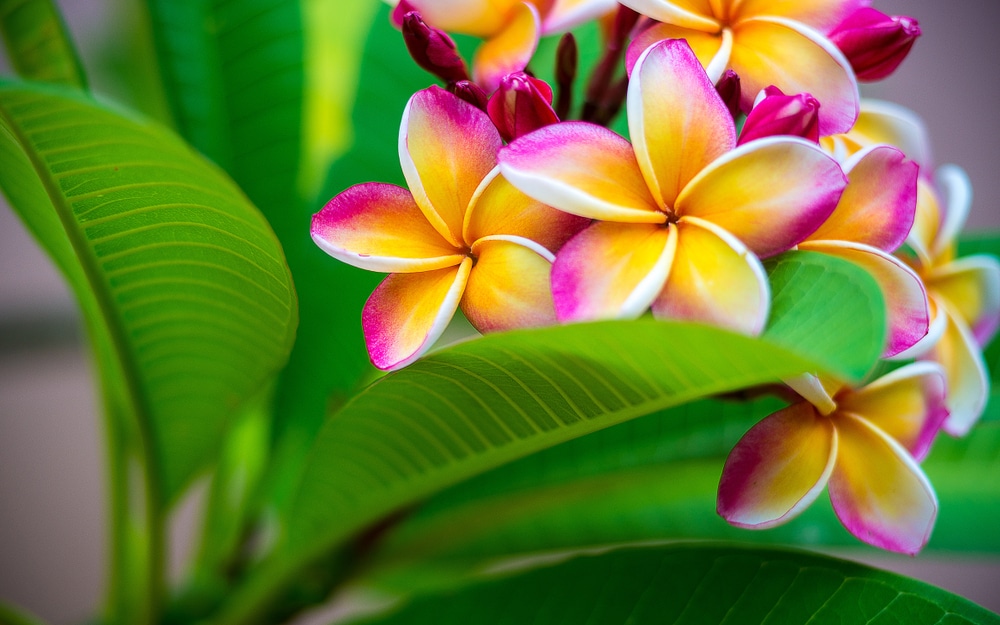 When Do Plumeria Bloom in California