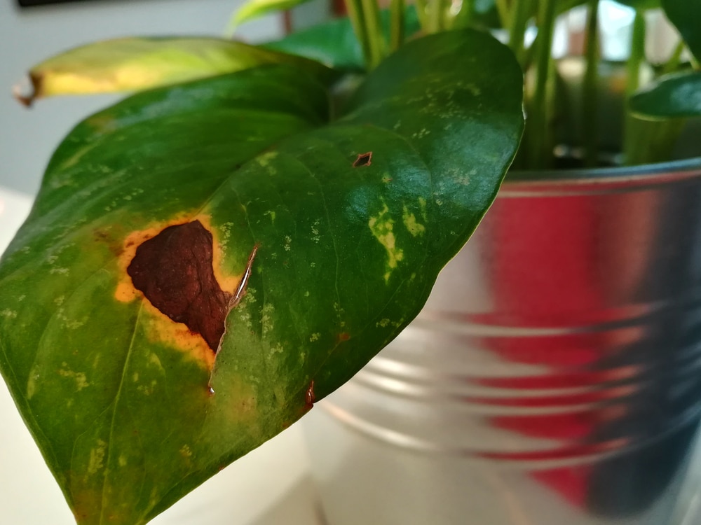 Pothos Sunburn 