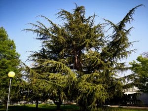 Cedar Trees in Florida