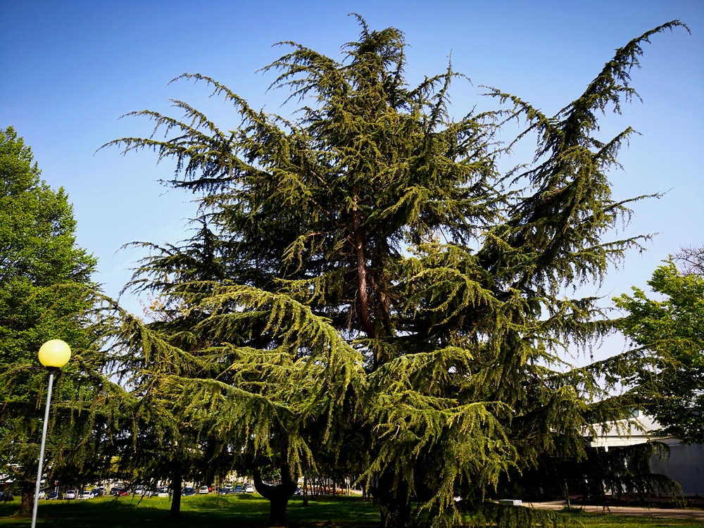 Prune an Eastern Red Cedar