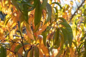 Red Leaves Peach Tree