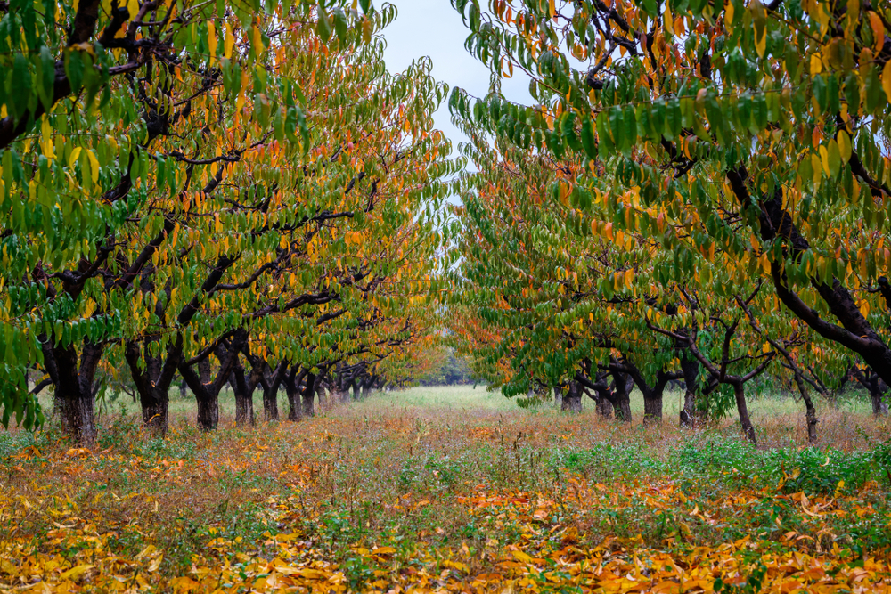 Red Leaves Peach Tree