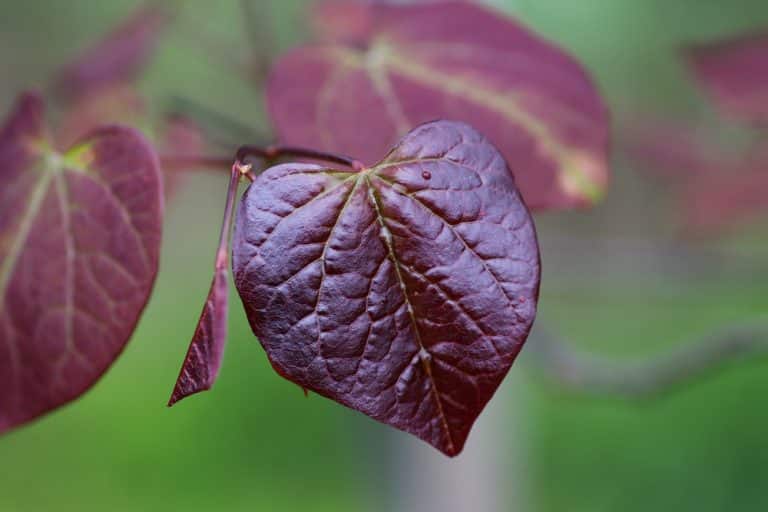 Ruby Falls Redbud Problems and How to Solve Them