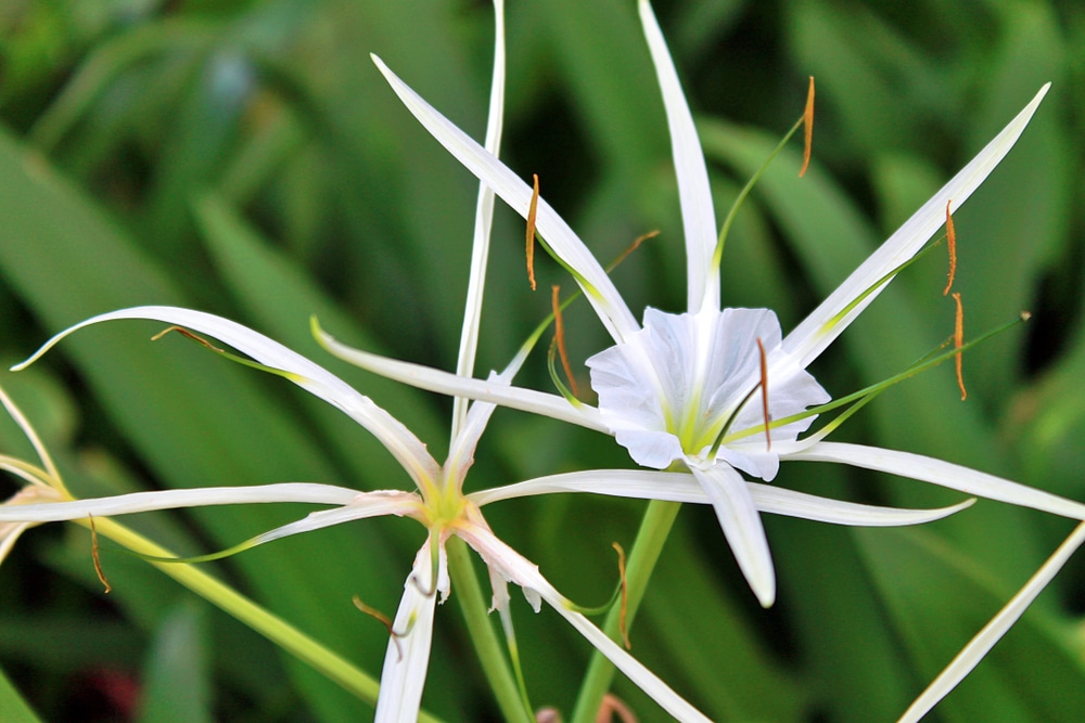 Meaning of Spider Lily