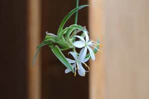 Can a Spider Plant Grow in a Fish Tank?