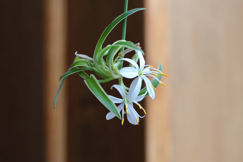 Can a Spider Plant Grow in a Fish Tank?