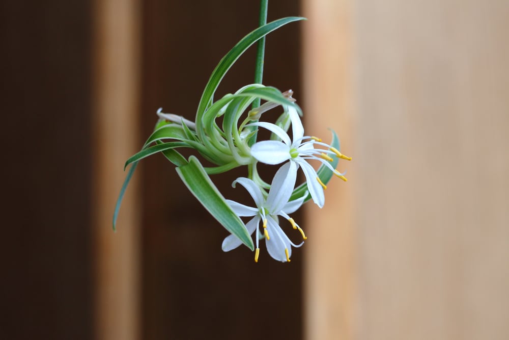 Do Spider Plants Flower