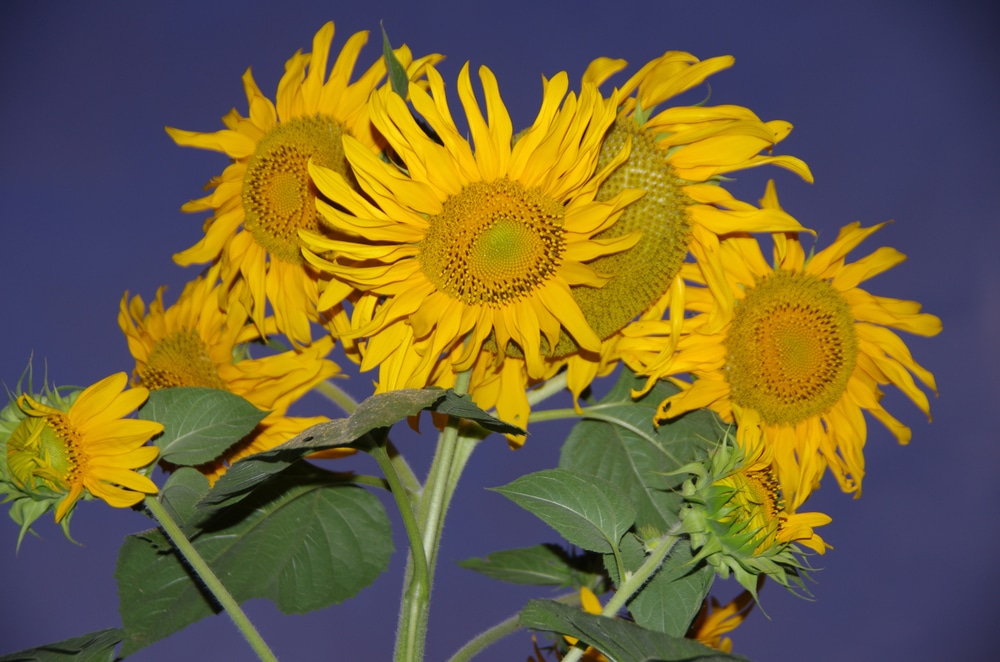 Sunflower With Multiple Heads
