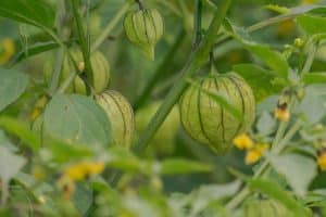 When to Harvest Tomatillos