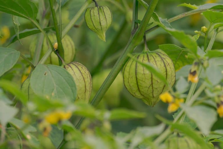 Tomatillo Leaves Turning Yellow: Common Causes - GFL Outdoors